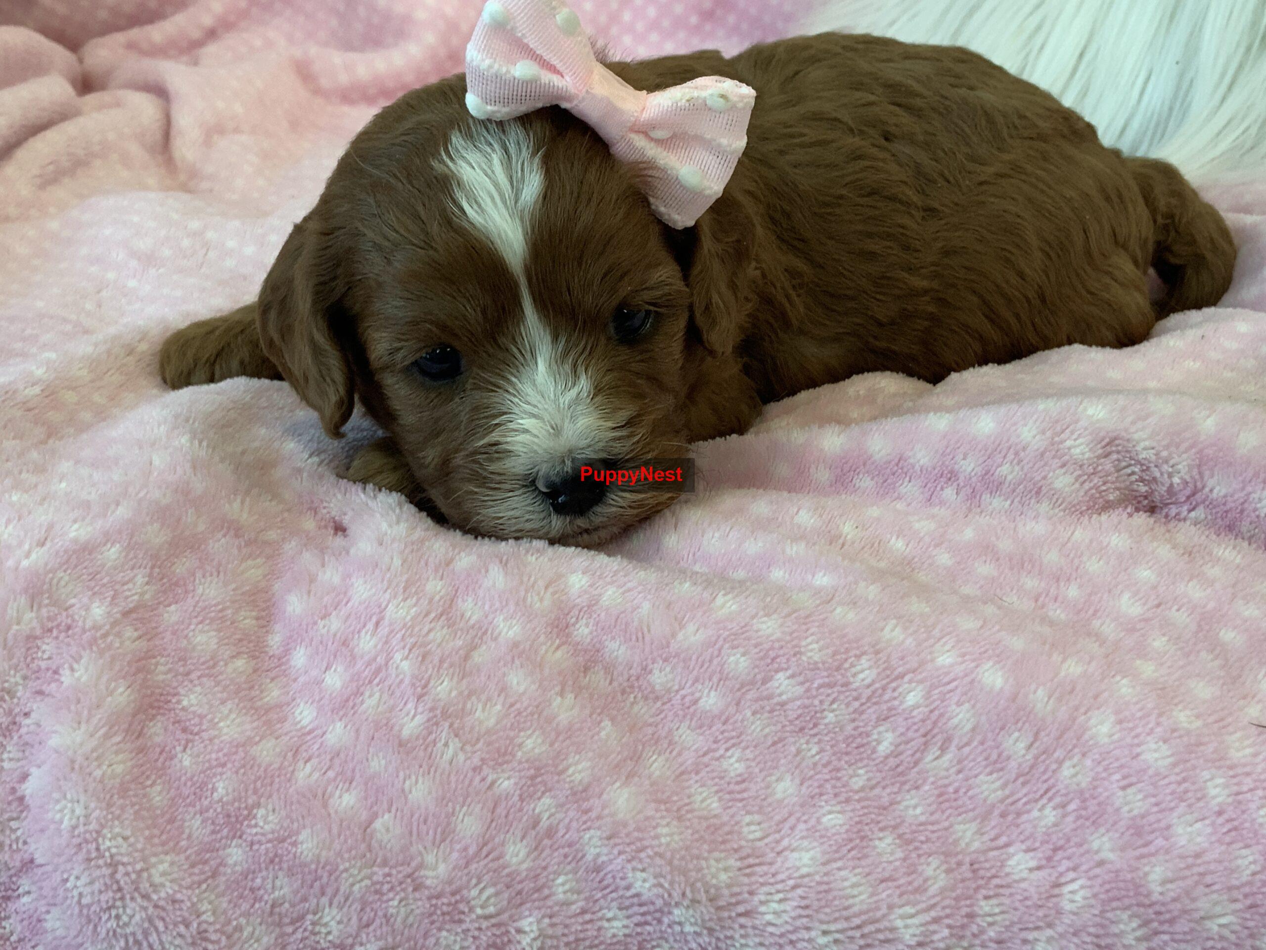 Puppy Image