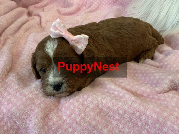 Puppy Image