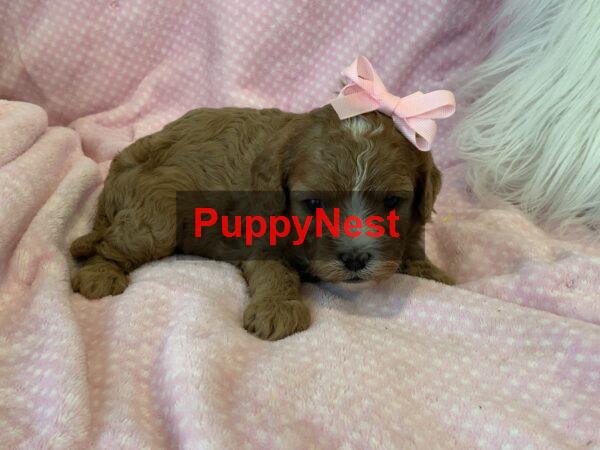 Puppy Image