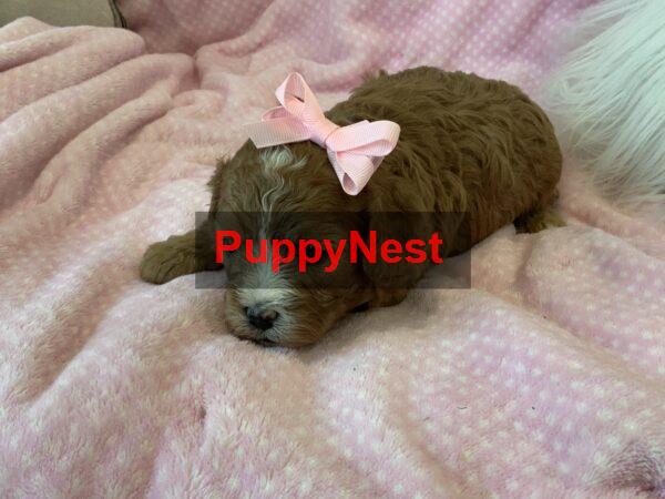 Puppy Image