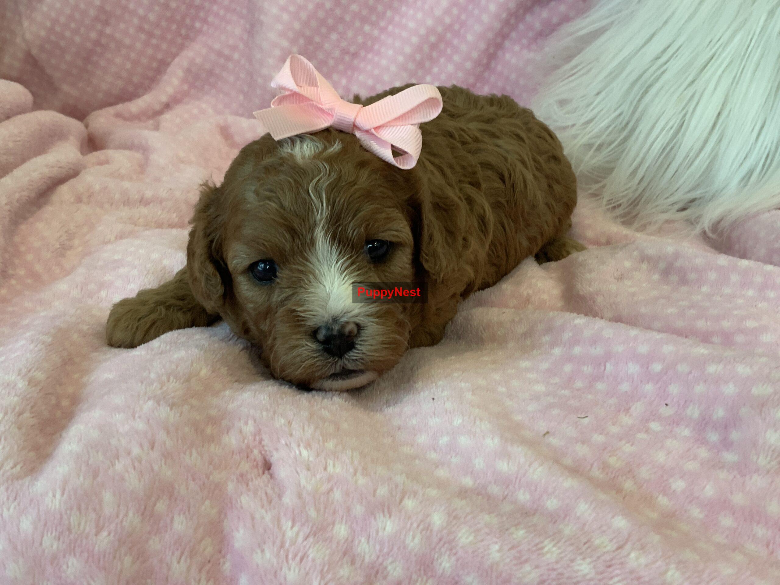 Puppy Image