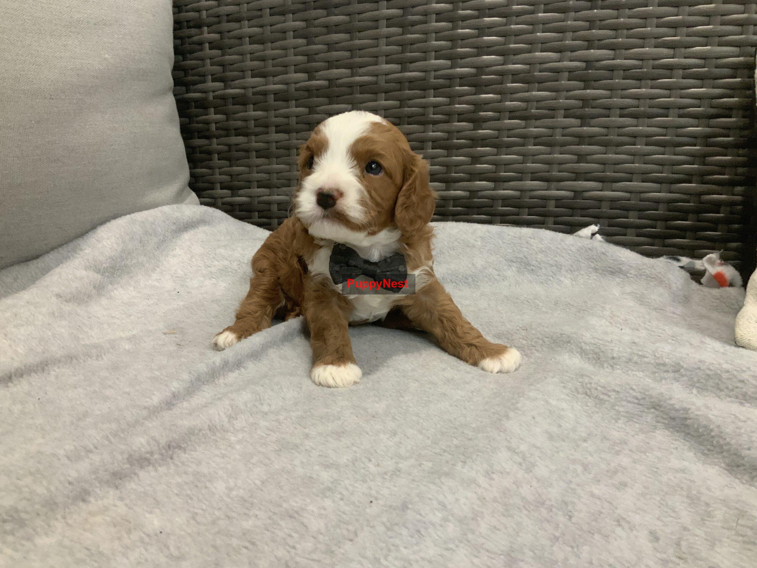 Puppy Image
