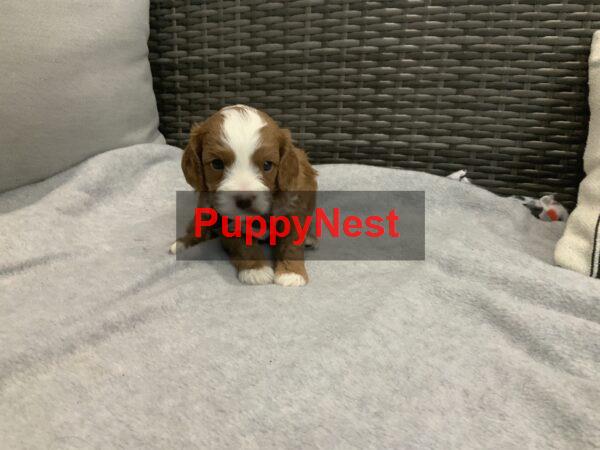 Puppy Image