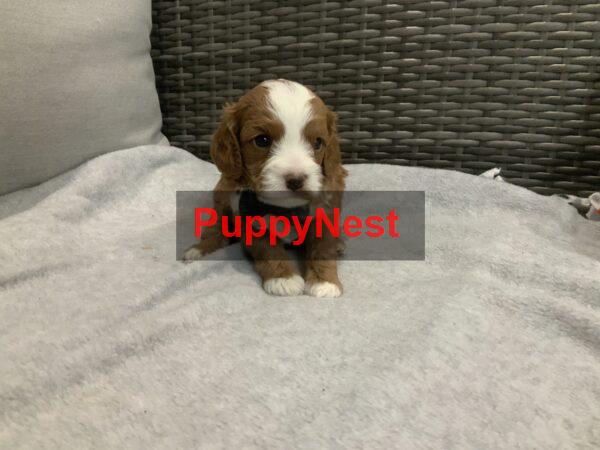 Puppy Image