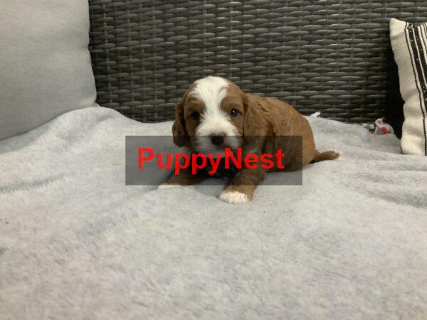 Puppy Image