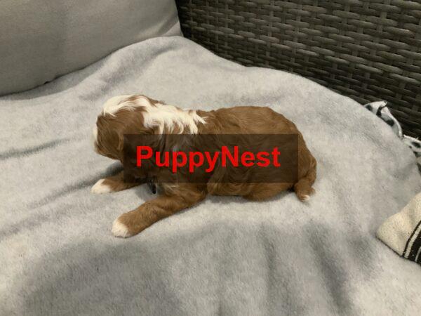 Puppy Image