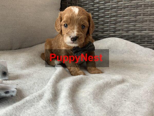 Puppy Image