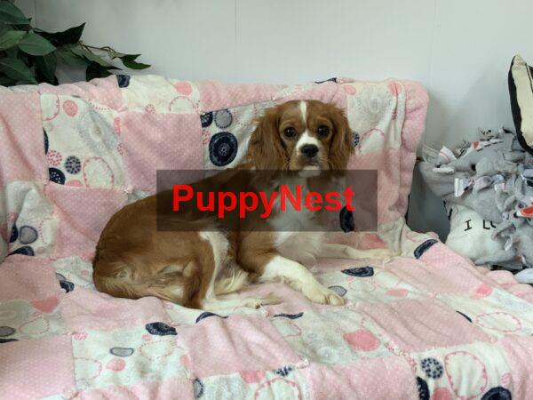 Puppy Image