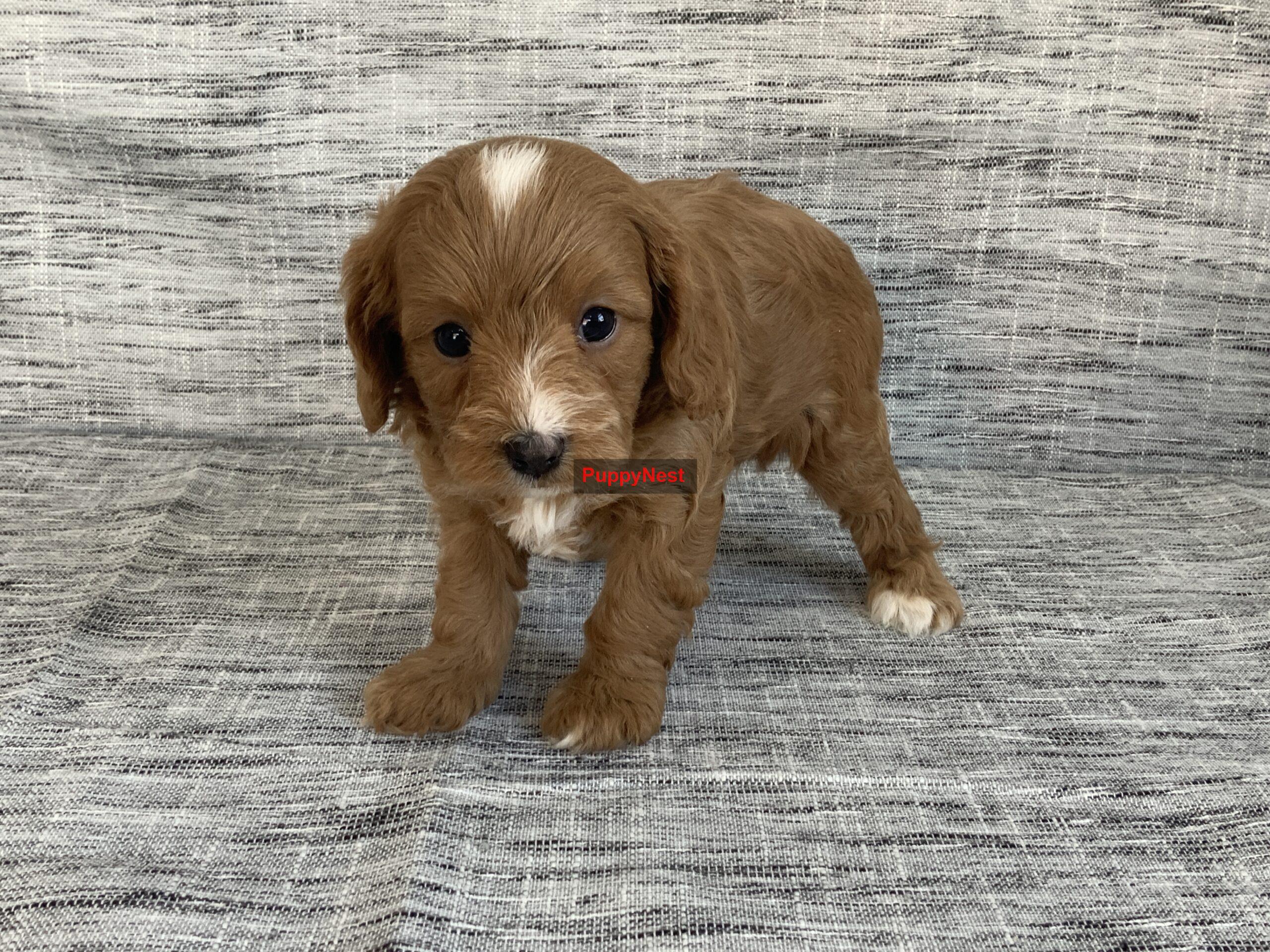 Puppy for Sale