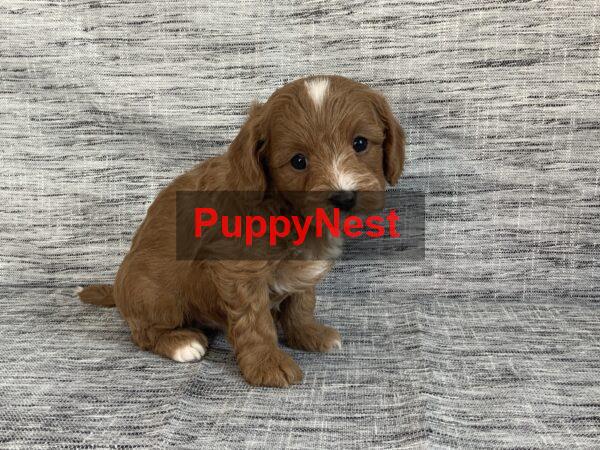 Puppy Image