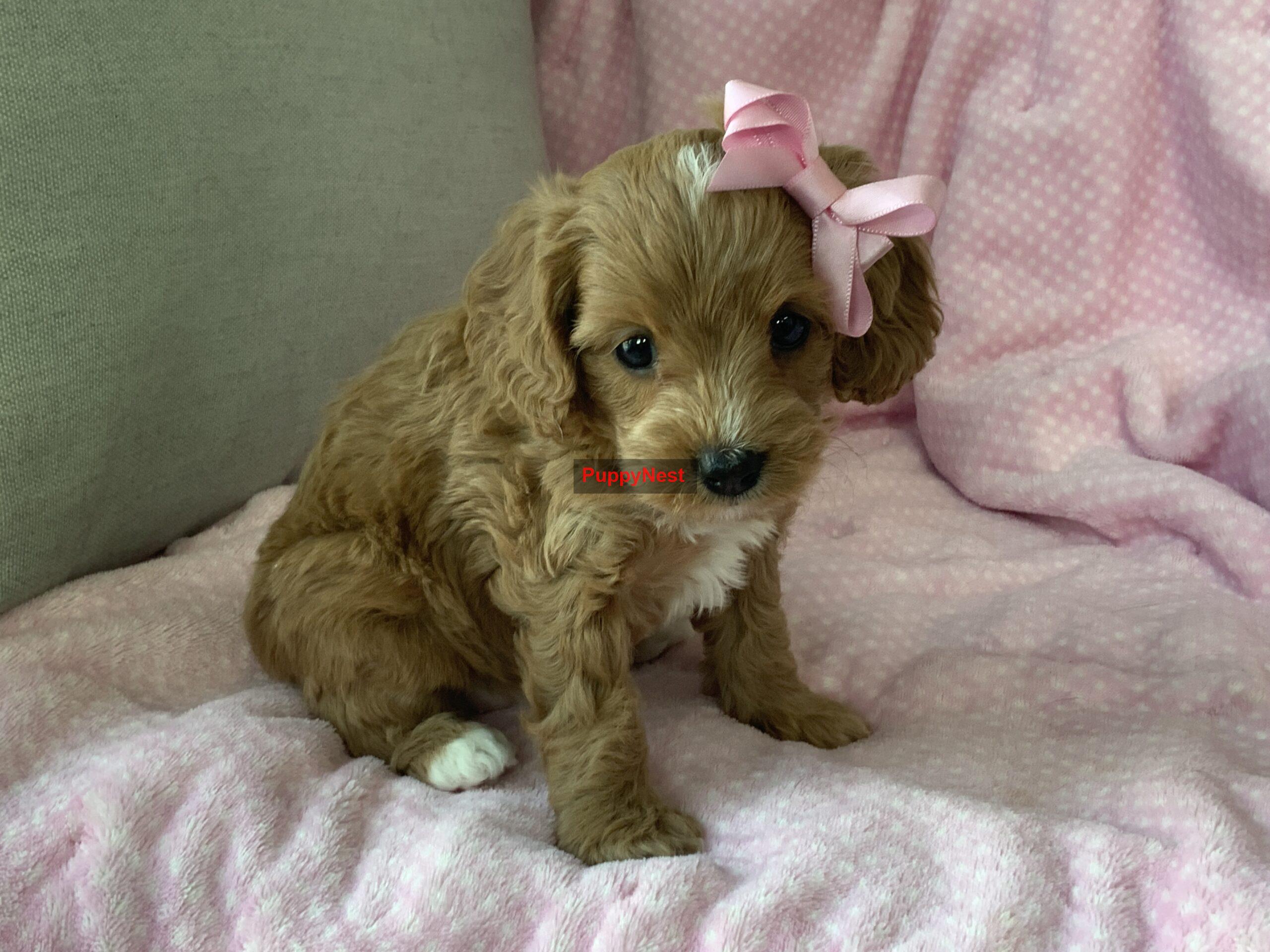 Puppy Image