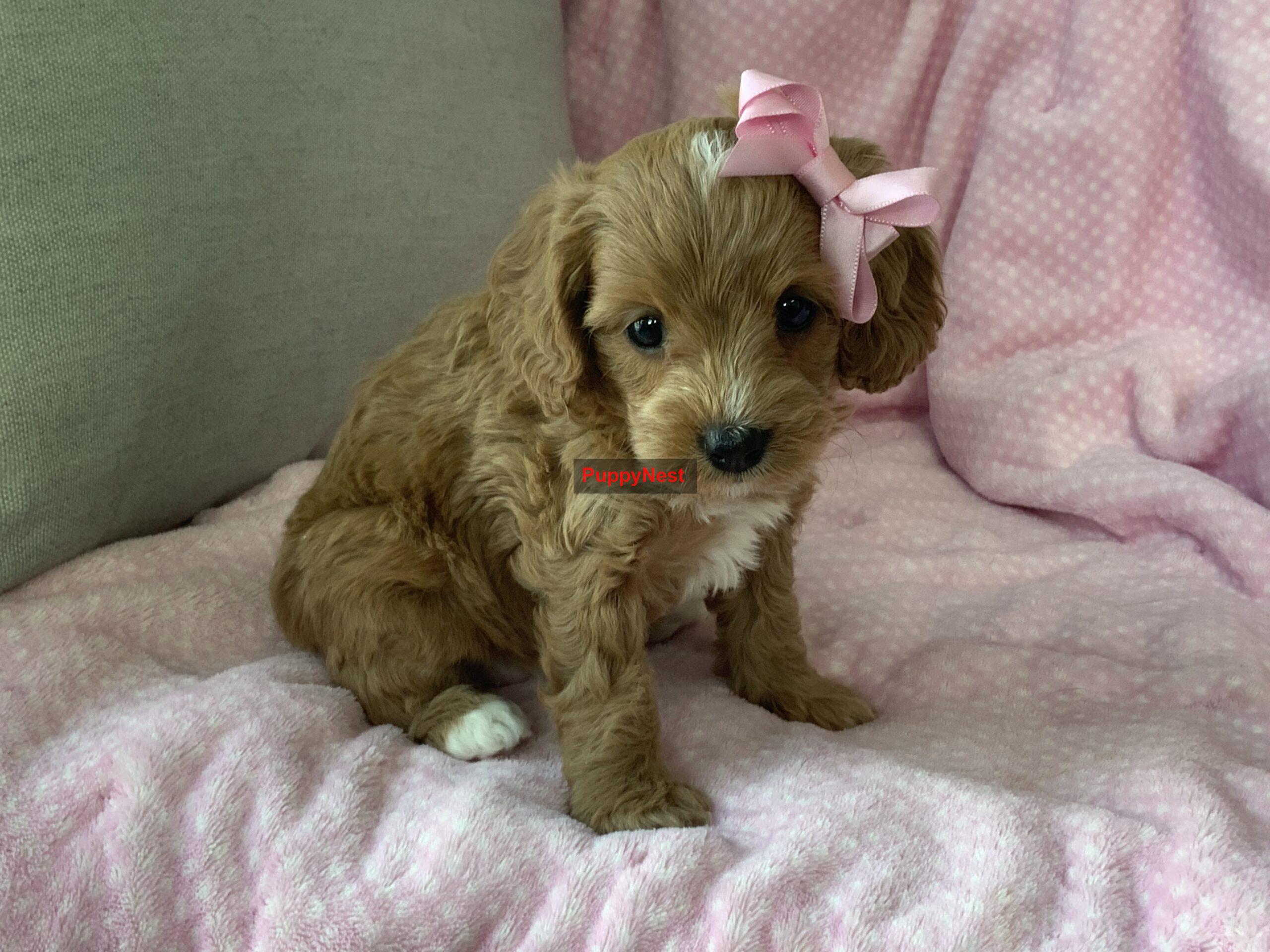Puppy Image