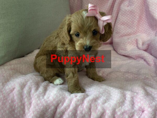 Puppy Image