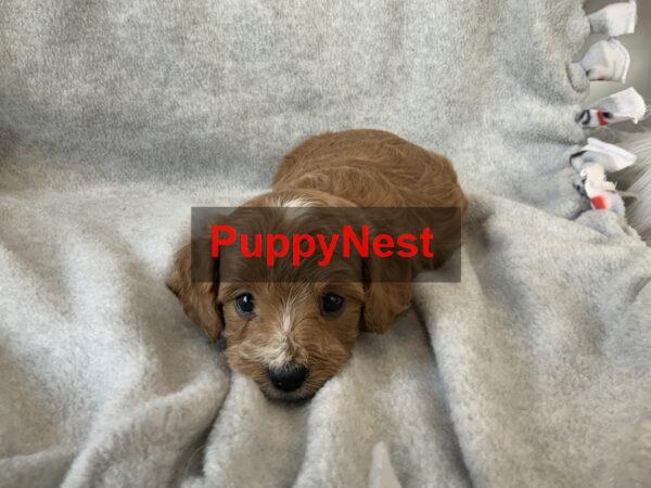 Puppy for Sale