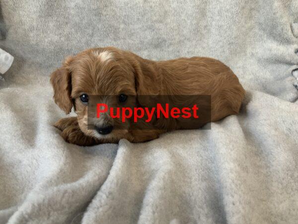 Puppy Image