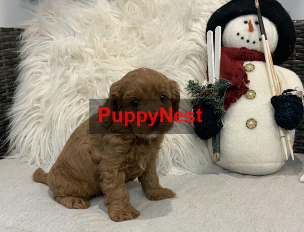 Puppy for Sale