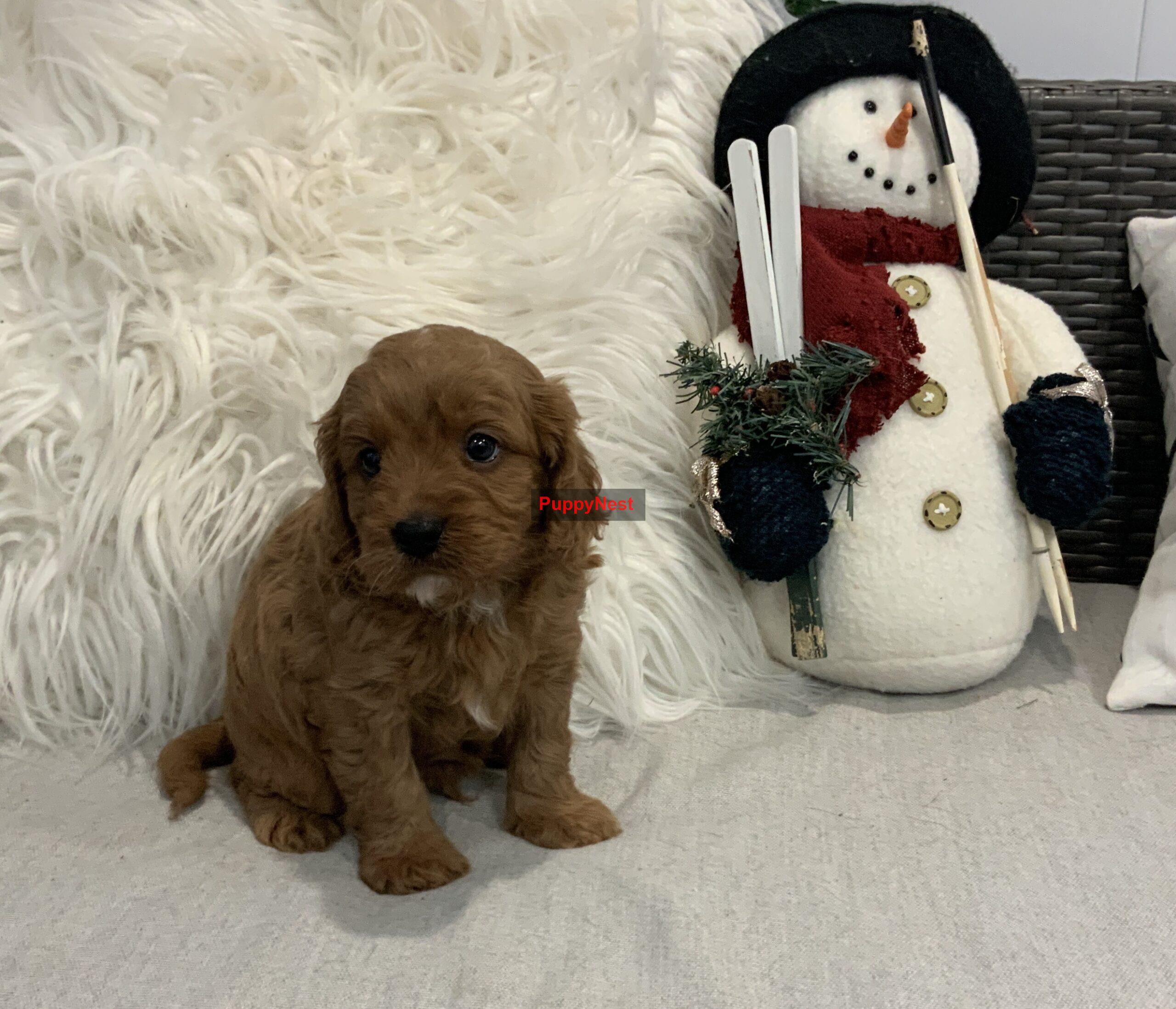 Puppy Image