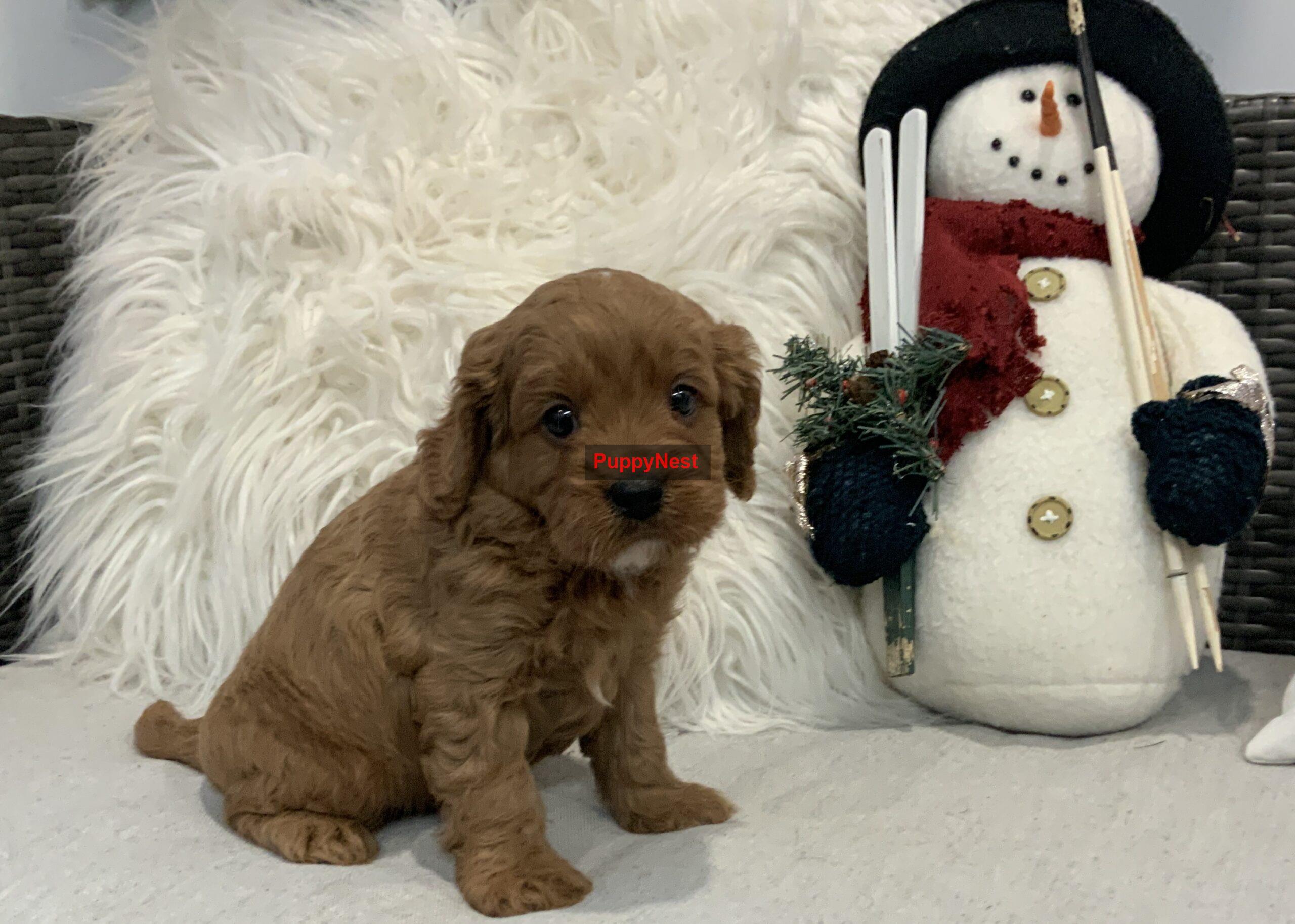 Puppy Image