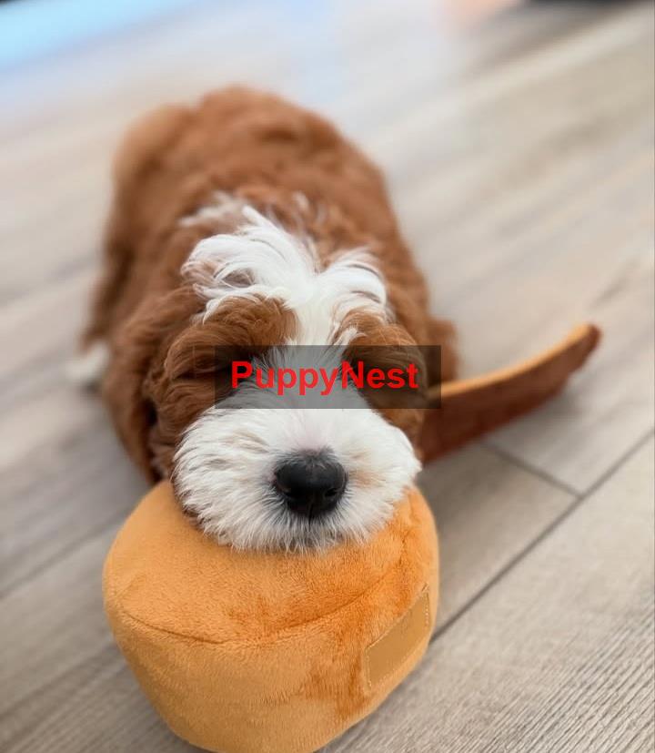 Puppy Image