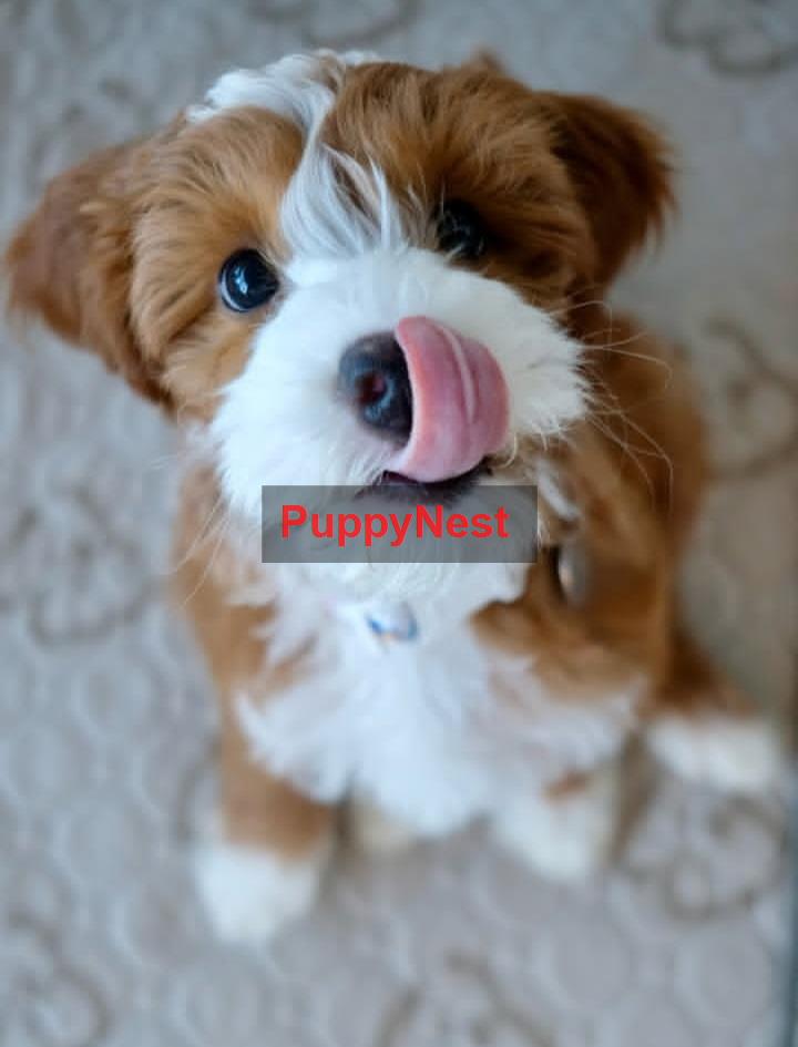 Puppy for Sale