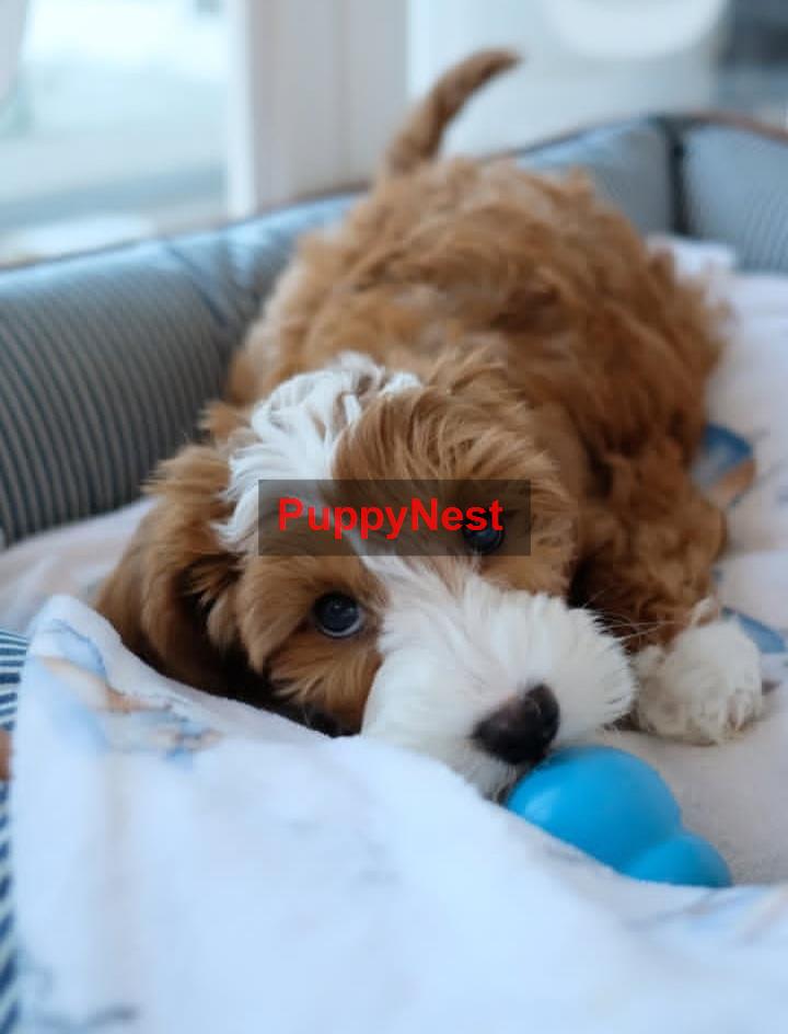 Puppy Image