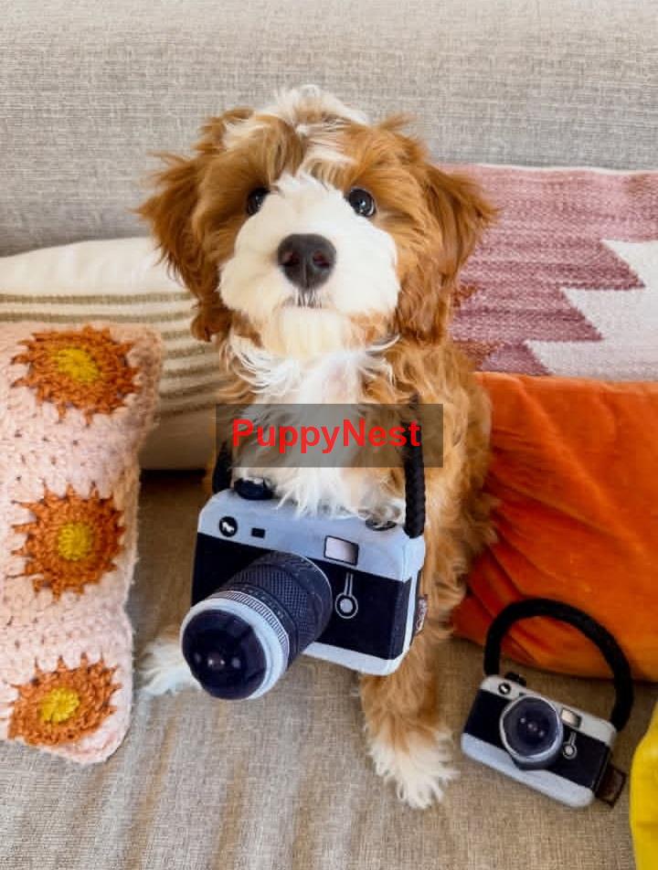 Puppy Image