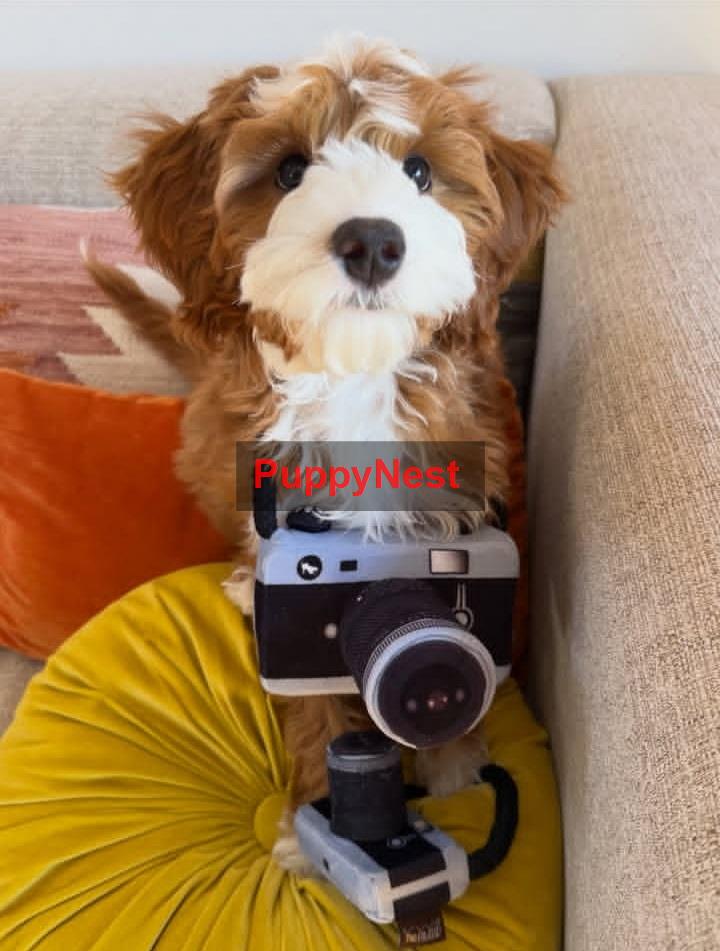 Puppy Image