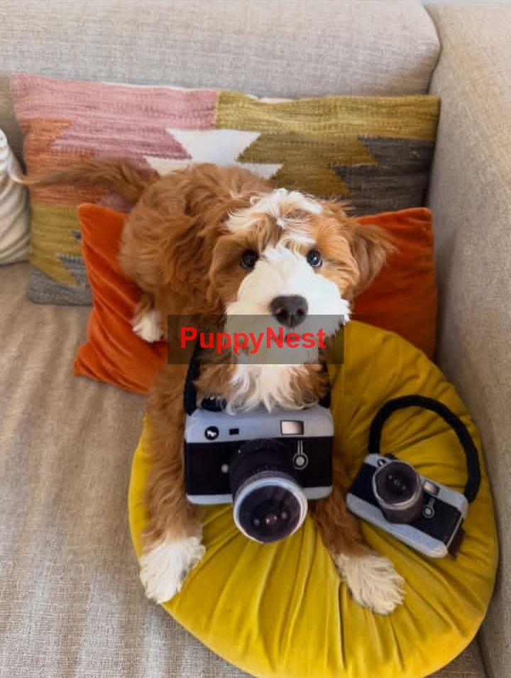 Puppy Image