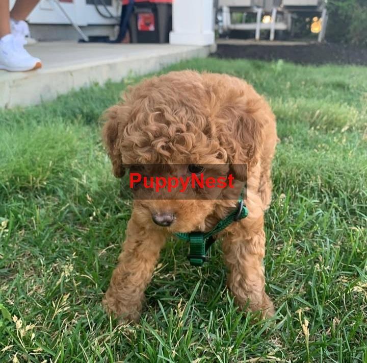 Puppy Image