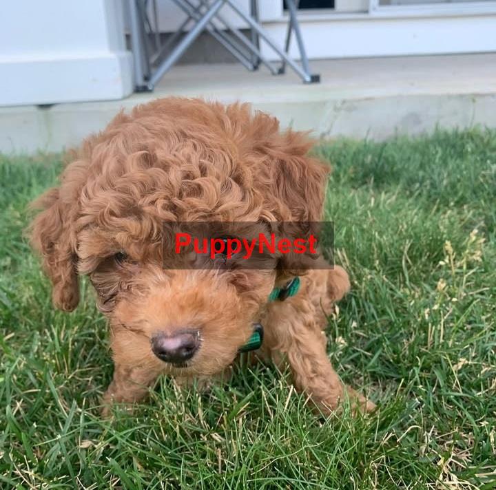 Puppy Image