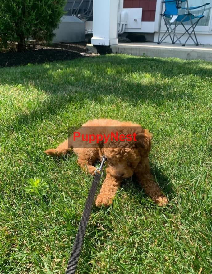Puppy Image