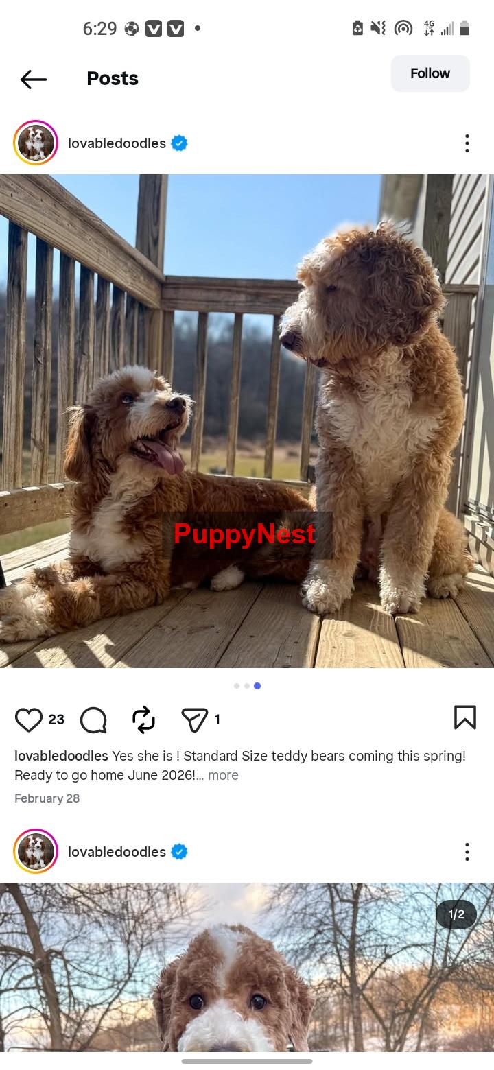 Puppy Image