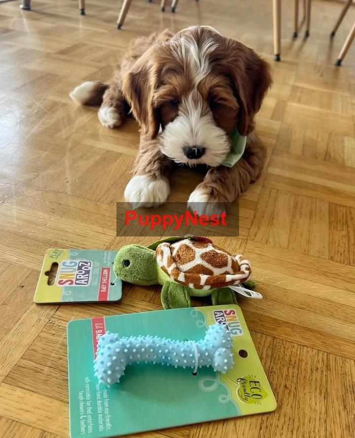 Puppy Image