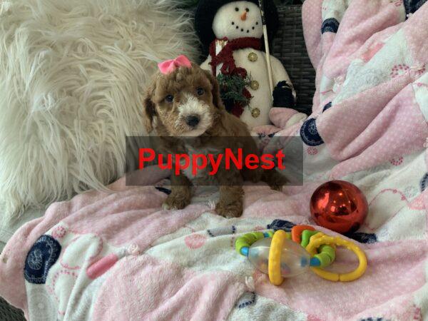 Puppy Image