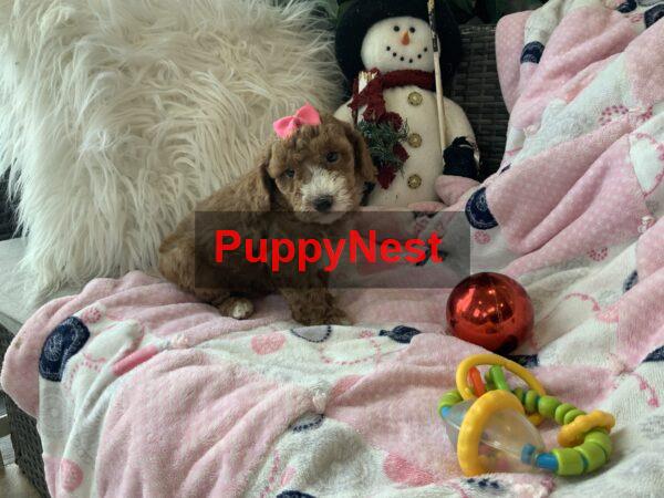 Puppy Image