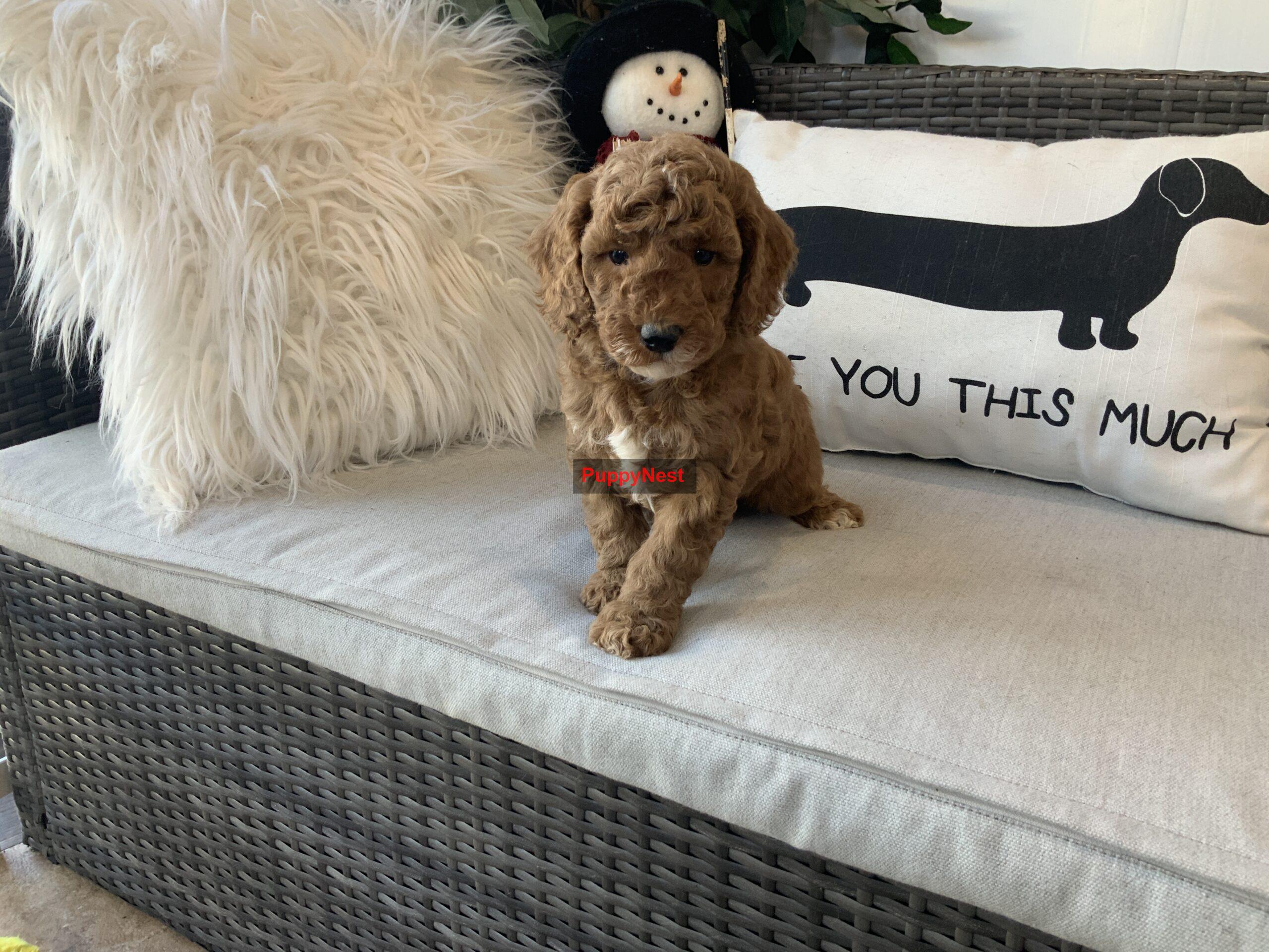 Puppy Image