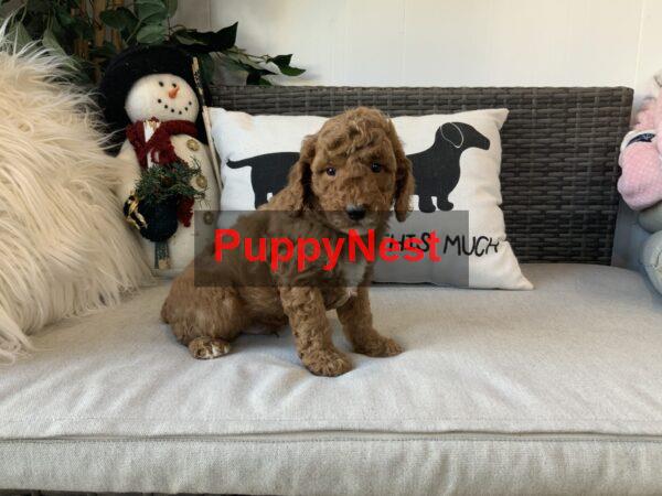 Puppy Image