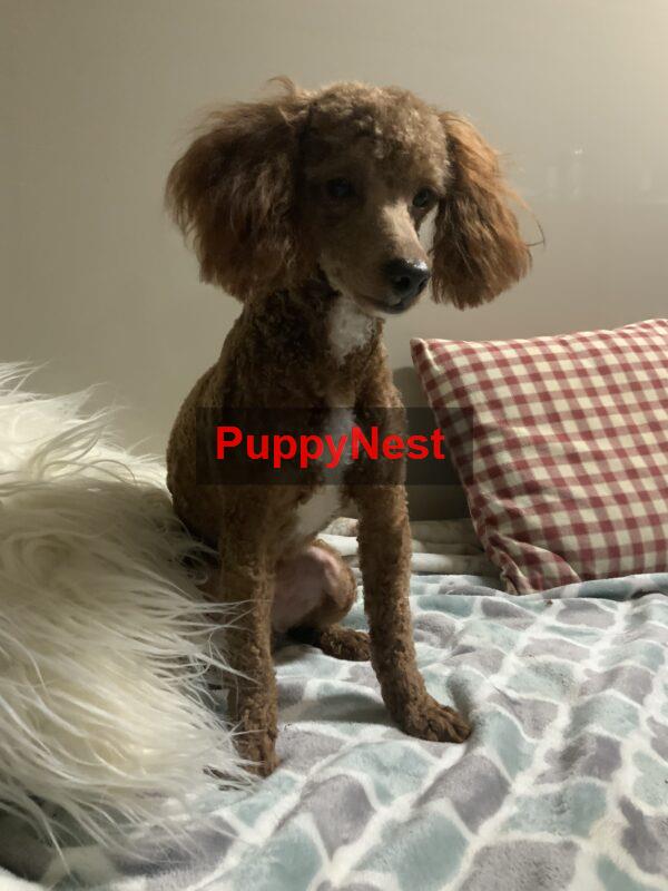 Puppy Image