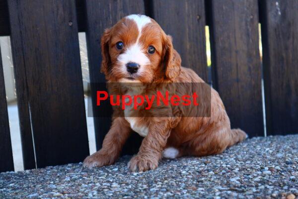 Puppy Image