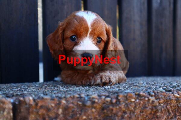 Puppy for Sale