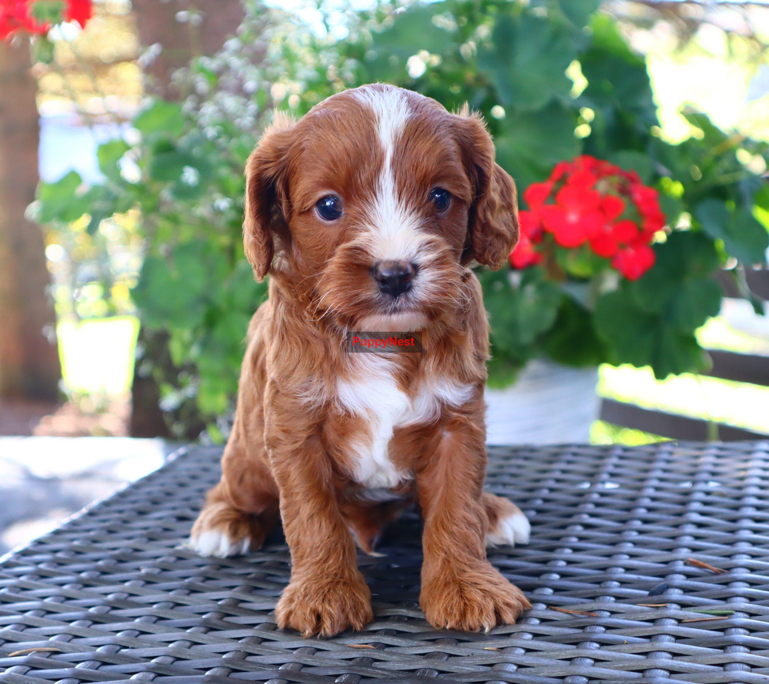 Puppy Image