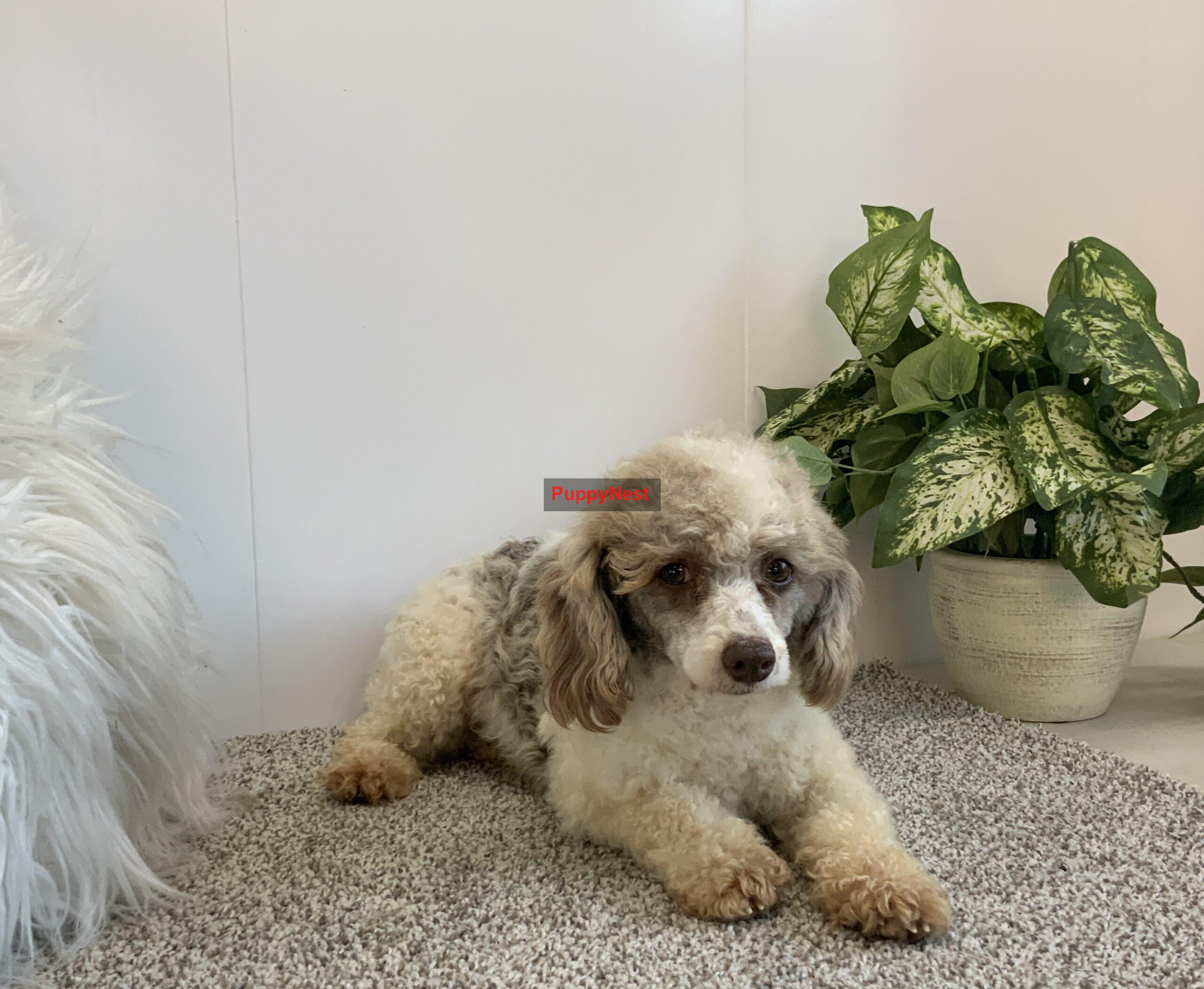 Puppy Image