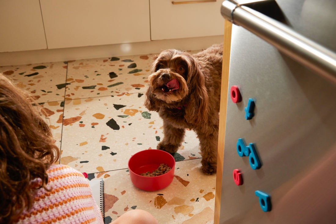 Why Dogs Love Certain Foods Puppy Blog