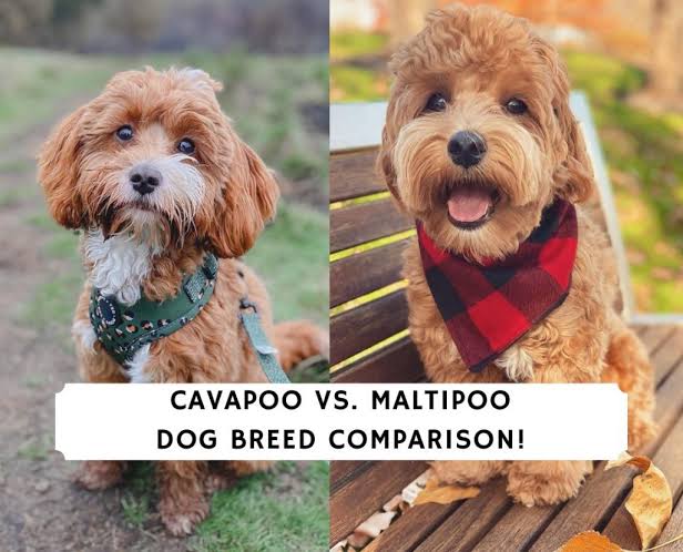 Maltipoo vs Cavapoo: Which Small Breed Fits Your Family? | Samantha & Brooks Canines Puppy Blog