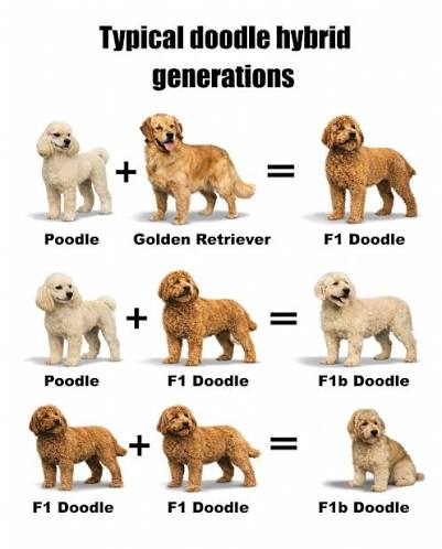 Doodle Generations Explained: F1 vs F1B vs F2 vs Multigen | Samantha & Brooks Canines Puppy Blog