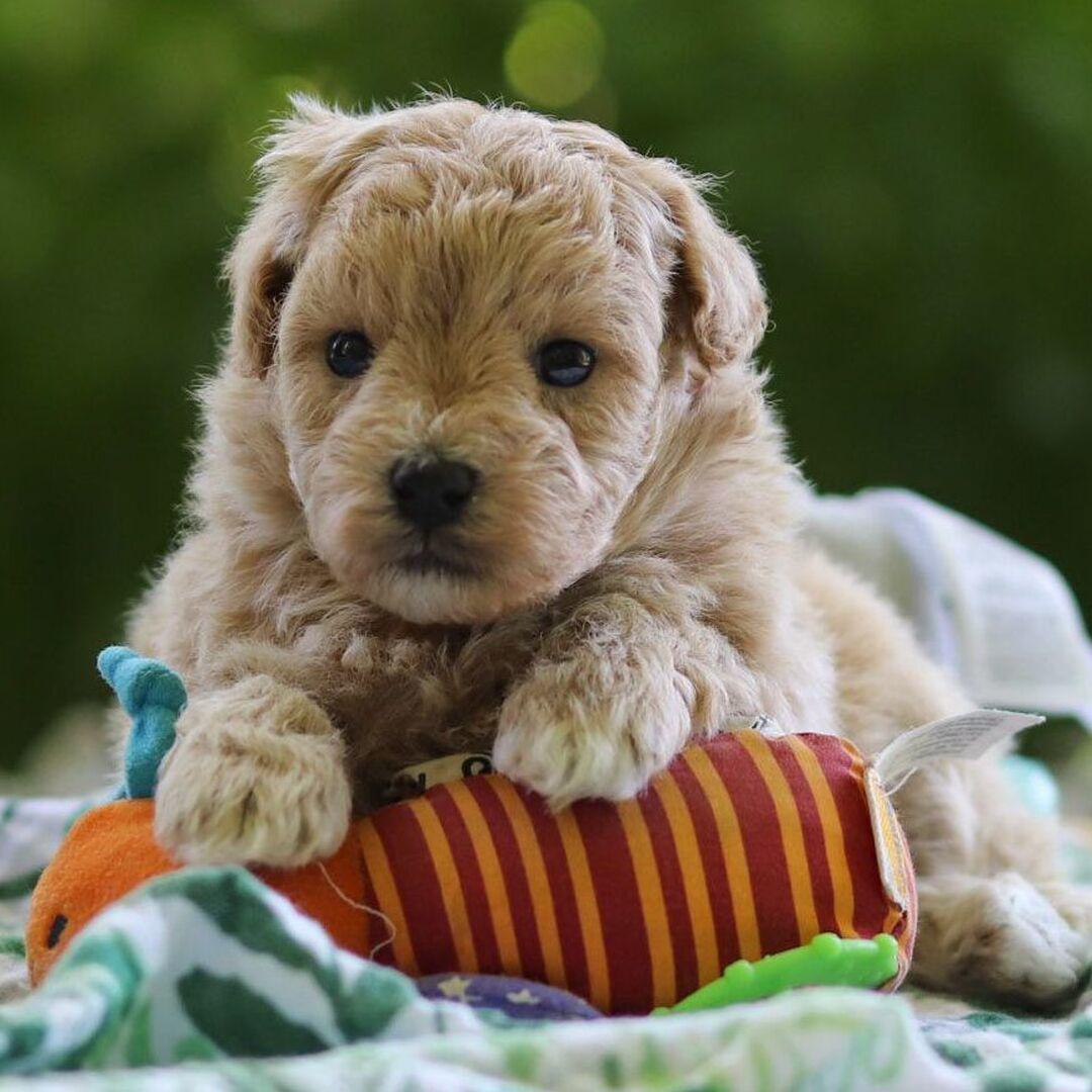 Tessa puppy for sale in USA
