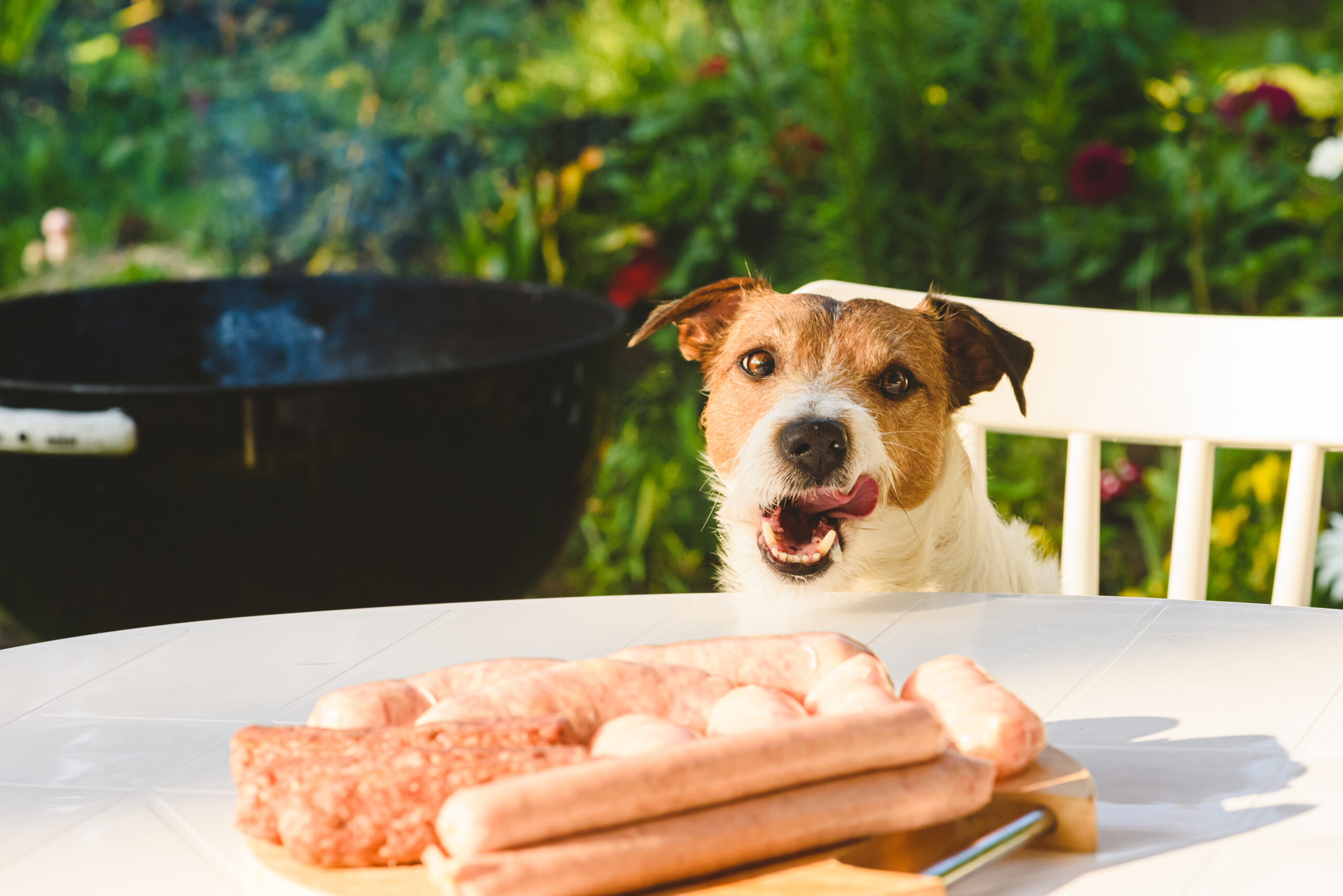 Best Meat for Dogs: Healthy Protein Options Puppy Blog