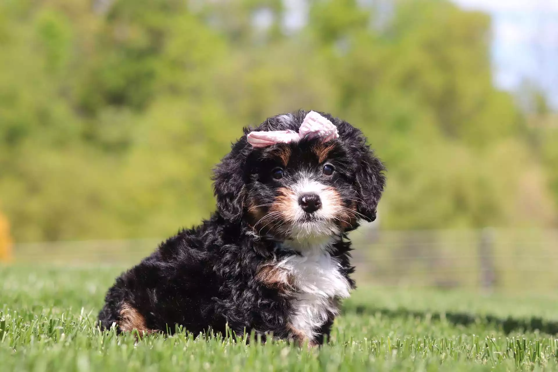 Olivia puppy for sale in USA